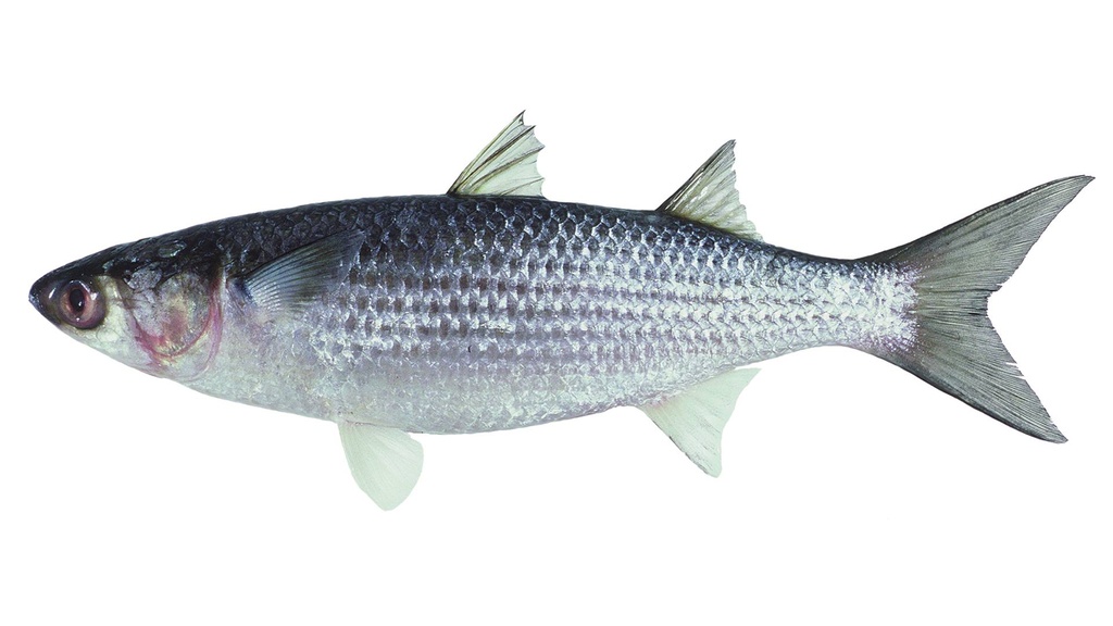 FISH, Mullet, Gutted, lb 