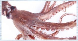 OCTOPUS, Whole, Blue, lb 