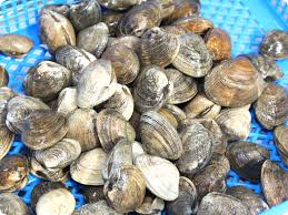 CLAMS, Channel, Ocean, lb   
