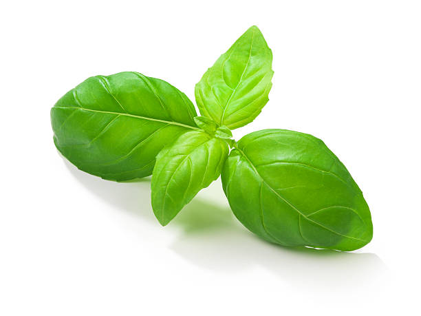 BASIL, Fresh, lb