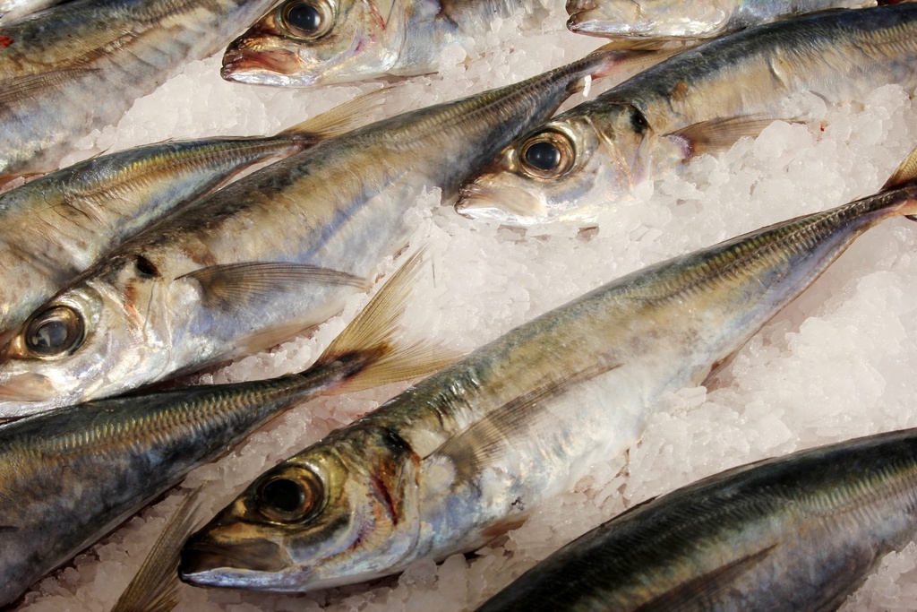 FISH, Mackerel, Prolongacion, lb