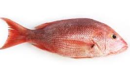 FISH, Rose, Whole, Local, lb  