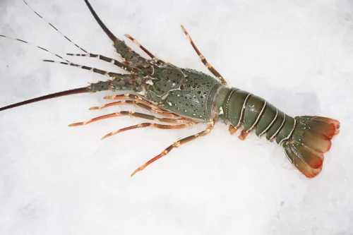[4683-LC] LOBSTER, Whole, Local, lb