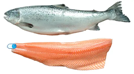 [4562-DR] FISH, Salmon, Whole, Fresh, lb  