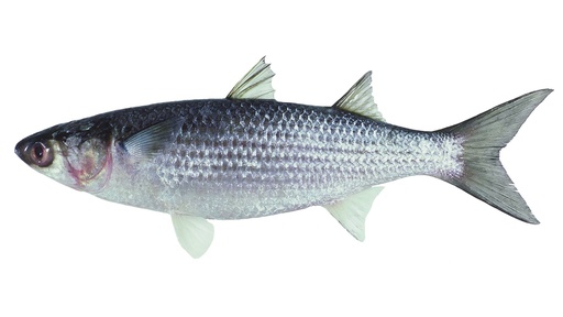 [4566-LC] FISH, Mullet, Gutted, lb 