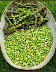 [5282-LC] BEANS, Congo Fresh  lb